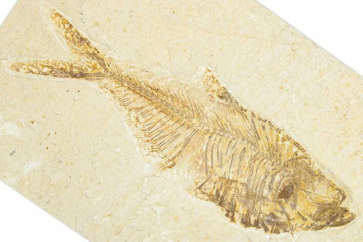 Bargain, Fossil Fish (Diplomystus) - Wyoming #348059